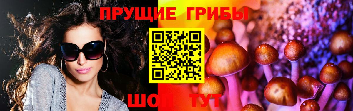 Бор  Галлюциногенные грибы Psilocybine cubensis  Вход с VPN 